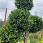 Tuja západná (Thuja occidentalis) ´BRABANT´ - výška 200 cm, kont. C90L - POMPONS